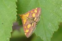 Pyrausta purpuralis