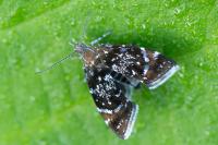 Prochoreutis sehestediana