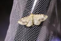 Idaea trigeminata