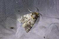 Cossus cossus