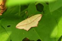 Timandra comae