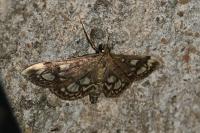 Anania coronata