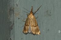 Chrysocrambus linetella