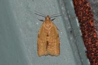 Clepsis consimilana