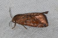 Cosmia pyralina