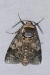 Cossus cossus