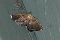 Endotricha flammealis