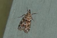 Eudonia mercurella