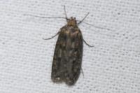Hofmannophila pseudospretella