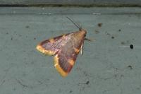 Hypsopygia costalis