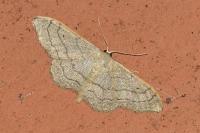 Idaea aversata
