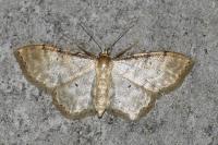Idaea fuscovenosa