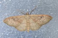 Idaea rubraria