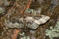 Idaea rusticata