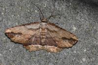 Menophra abruptaria