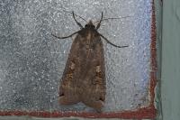 Noctua pronuba