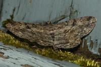Peribatodes rhomboidaria