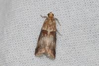 Acrobasis tumidana