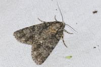 Acronicta rumicis