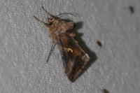 Autographa gamma