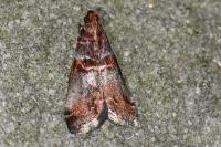 Acrobasis advenella