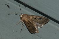 Agrotis exclamationis