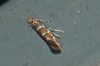 Cameraria ohridella