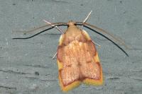 Carcina quercana