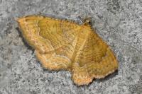 Camptogramma bilineata