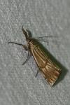 Chrysocrambus linetella