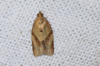 Clepsis consimilana