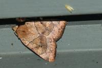 Cosmia trapezina