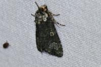Craniophora ligustri
