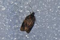 Ditula angustiorana