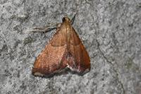 Endotricha flammealis