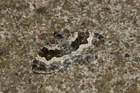 Epirrhoe alternata