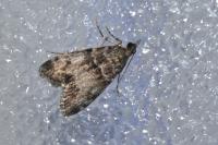 Eudonia mercurella