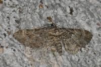 Gymnoscelis rufifasciata