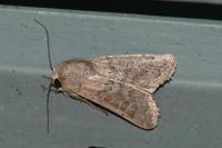 Hoplodrina ambigua