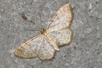 Idaea fuscovenosa