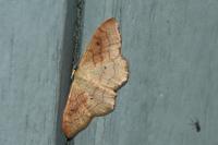 Idaea rubraria