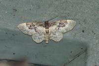 Idaea rusticata