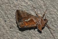 Macdunnoughia confusa
