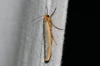 Manulea complana
