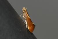 Metalampra italica