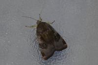 Noctua janthe/janthina