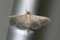 Patania ruralis
