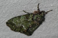 Polyphaenis sericata