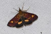 Pyrausta aurata
