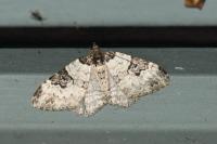 Xanthorhoe fluctuata